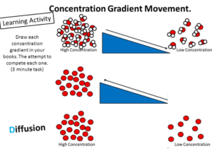 What Is A Concentration Gradient? Defination