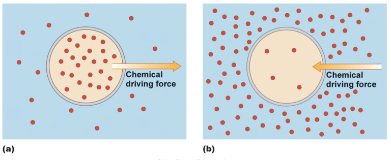 What Is A Concentration Gradient? Defination – Get Education