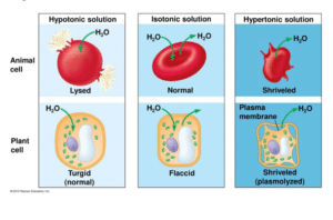 What Is A Hypotonic Solution