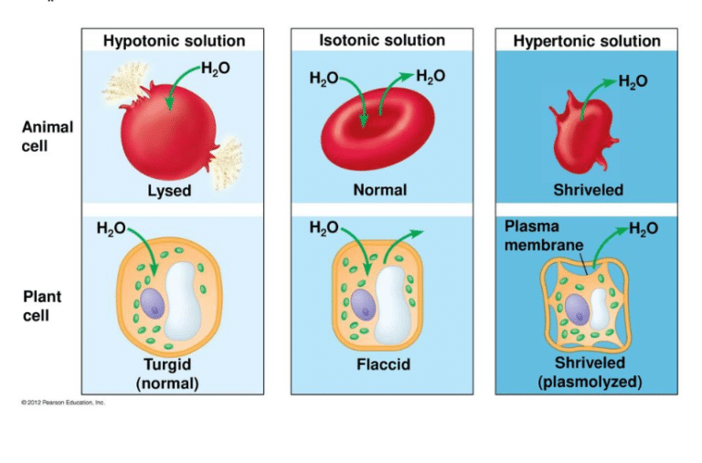 plant-cell-in-hypotonic-solution