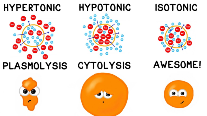 what-is-a-hypotonic-solution-get-education