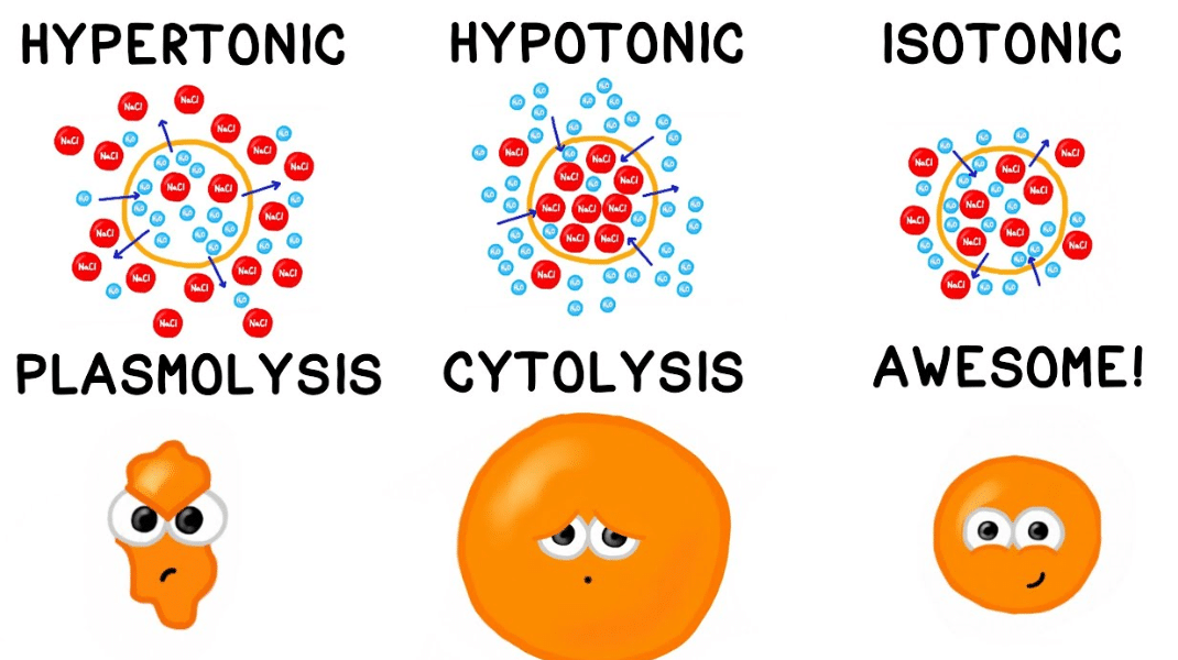  What Is A Hypotonic Solution Get Education