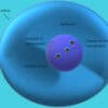 What is a Nucleolus Function?