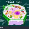 Description on Plant Centrioles: Structure & Function