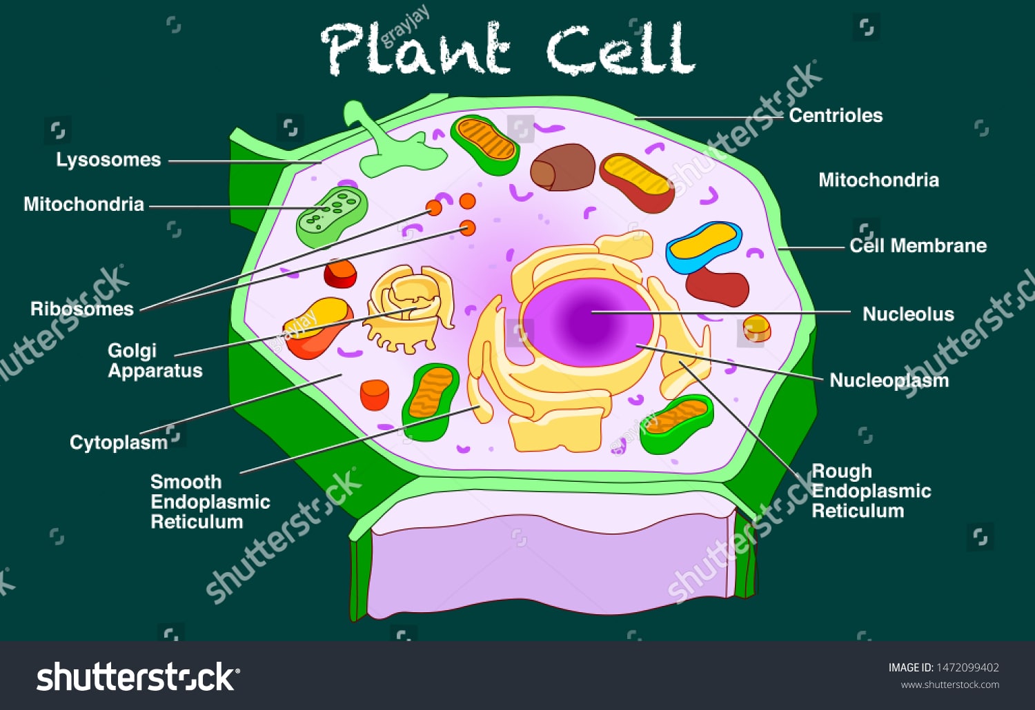 Description On Plant Centrioles Structure Function Get Education